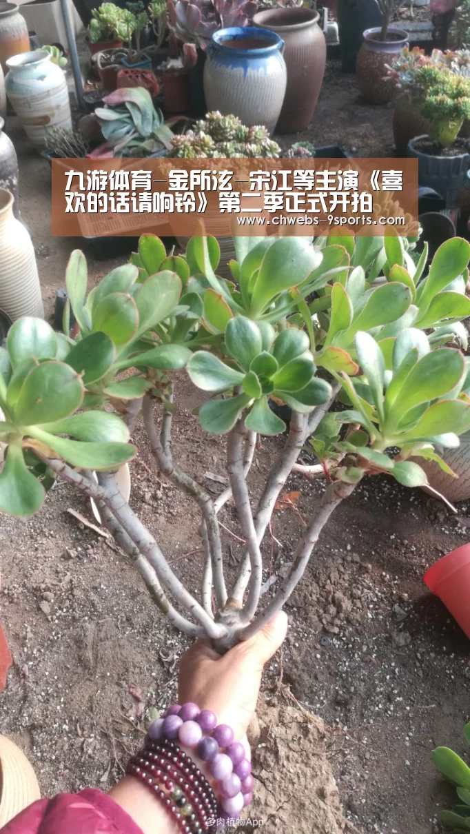 九游体育